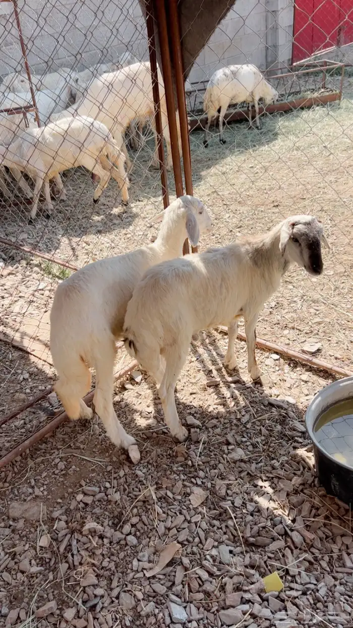 اعرض لكم رخل ورخله للبيع 4