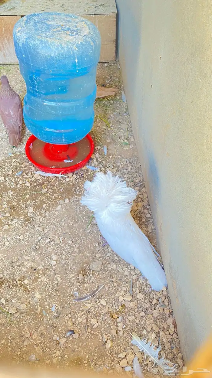 للبيع ذكر فوطه ابيض كامل 14
