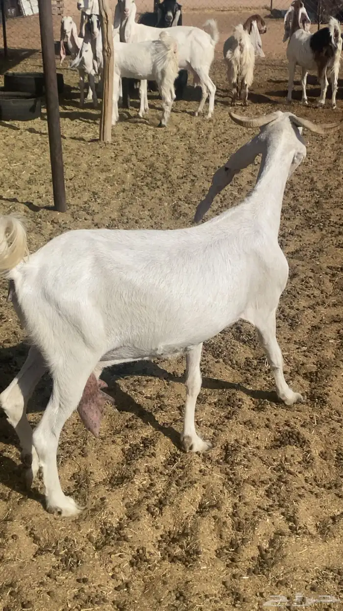 معزاء هولنديه وتيس فحل للبيع 0