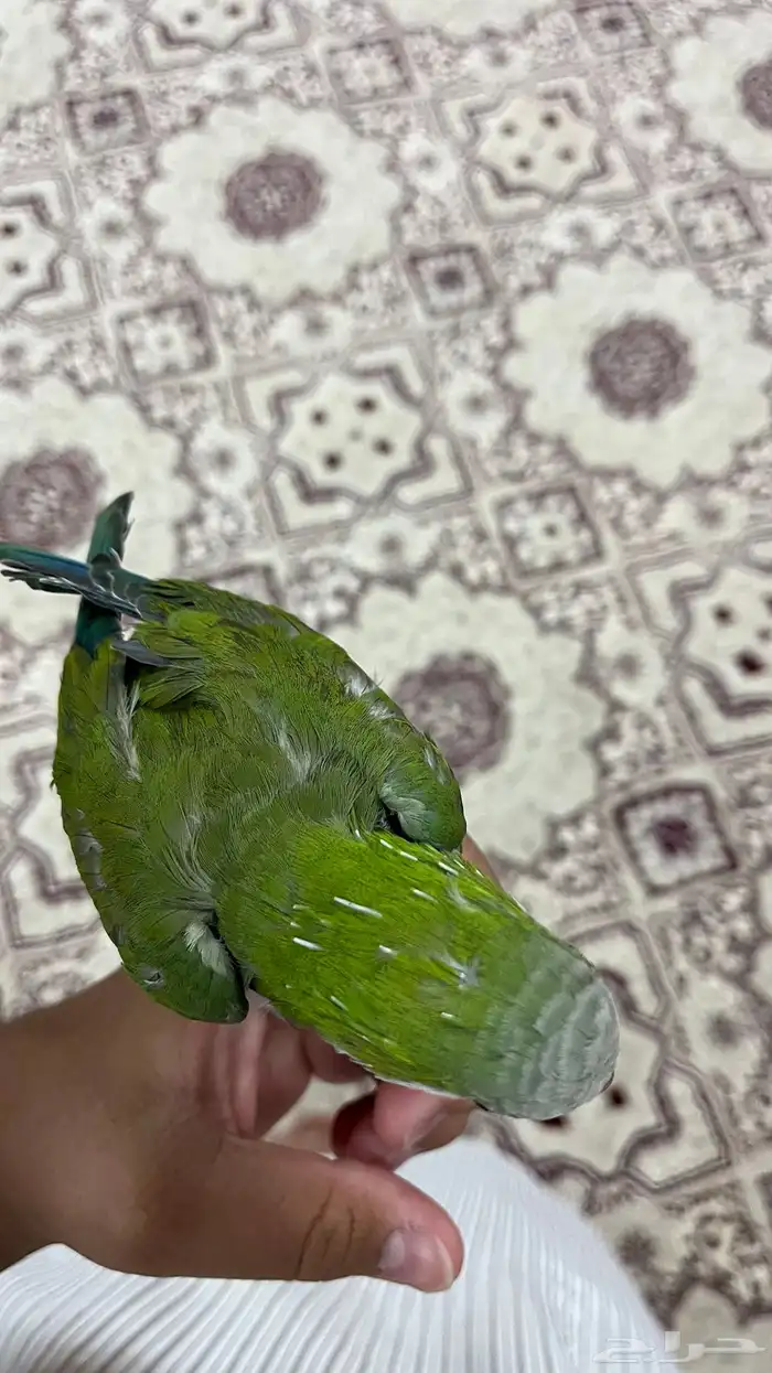 ببغاء كويكر للبيع 3