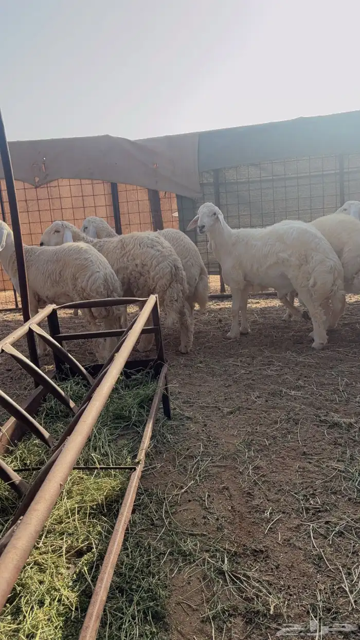 طليان 1