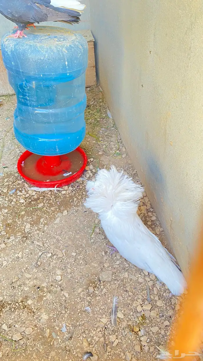 للبيع ذكر فوطه ابيض كامل 15