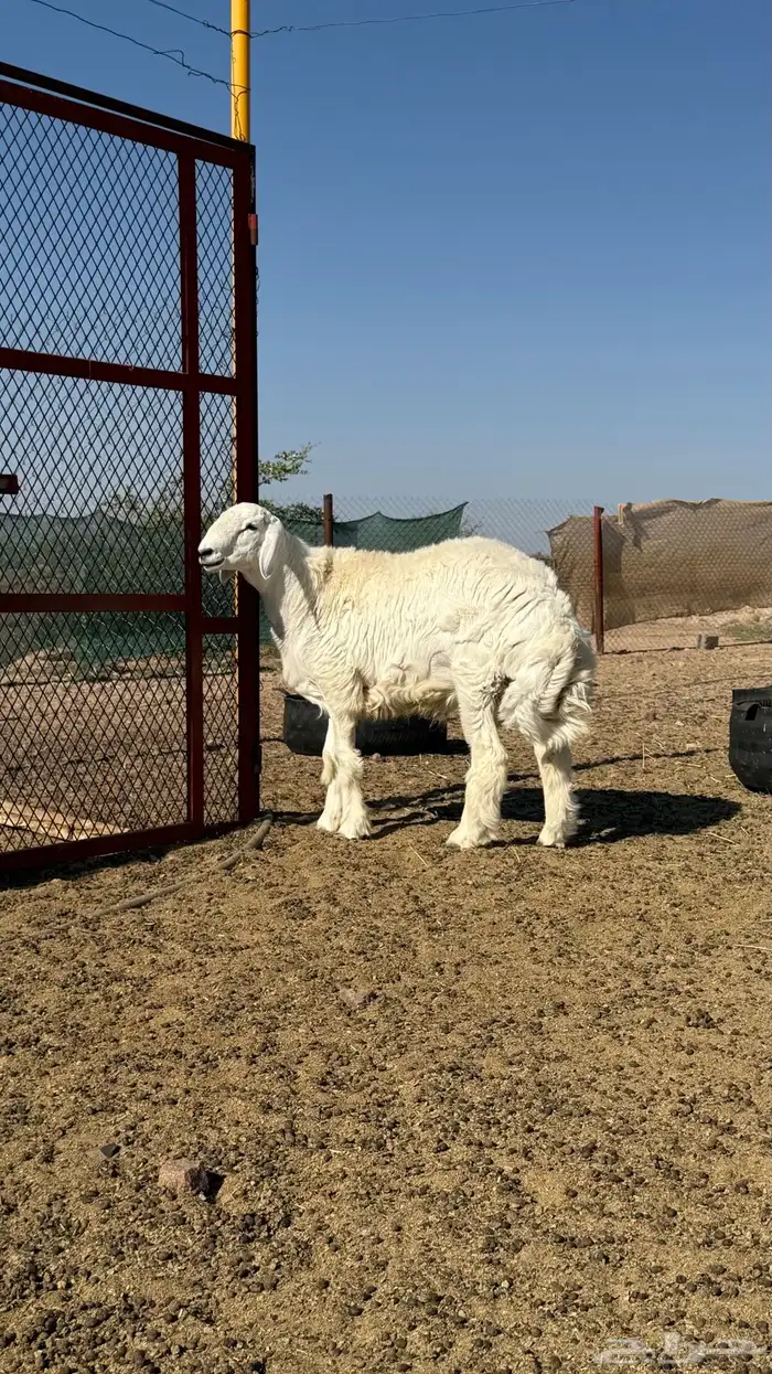 مشروع فحل حري 8