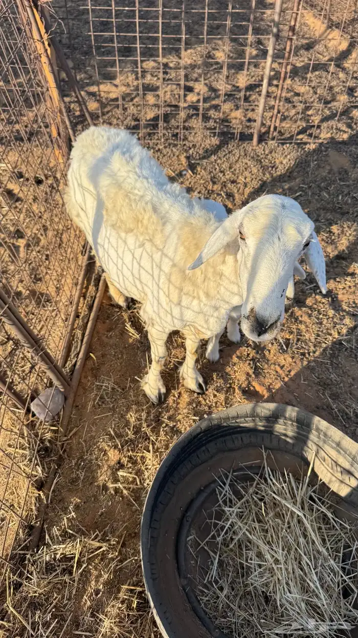 شاه حرية خلفة 1