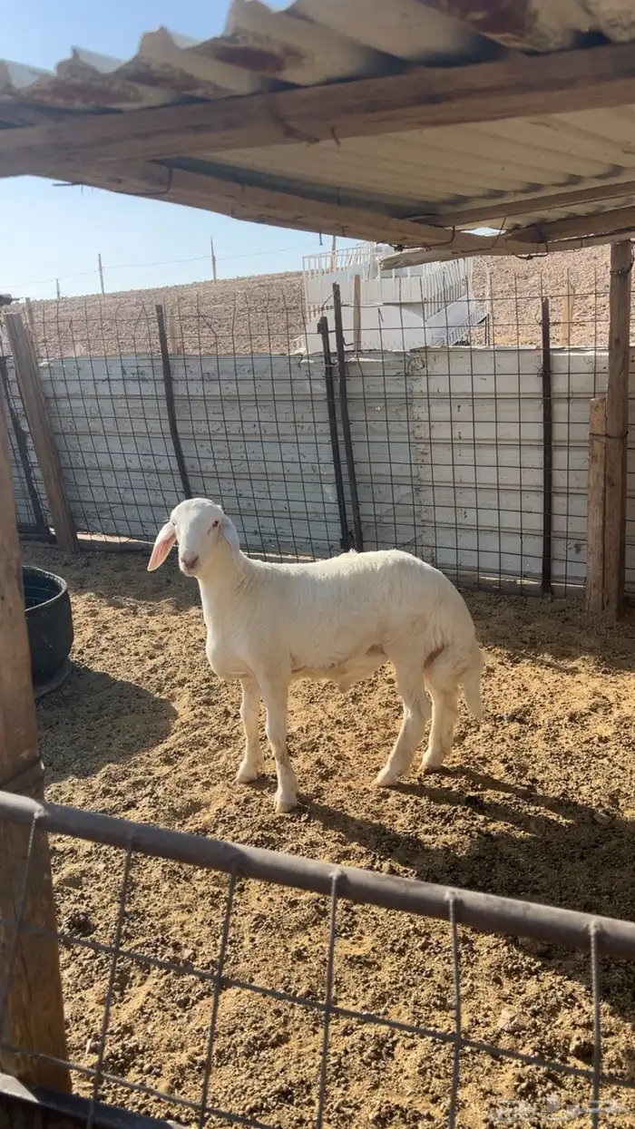 ذبايح ذبيحه نعيم هرفي جبر نعيمي وسط حري هرافي حريات لباني. 8