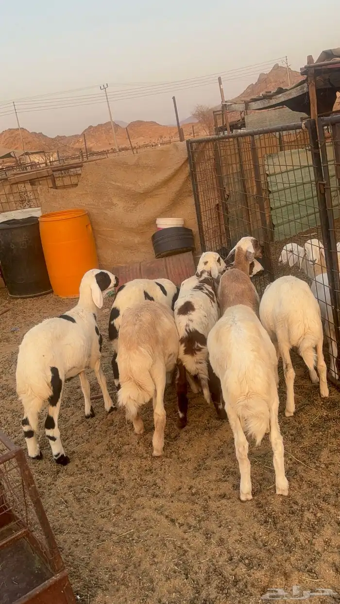 طليان حريه 0
