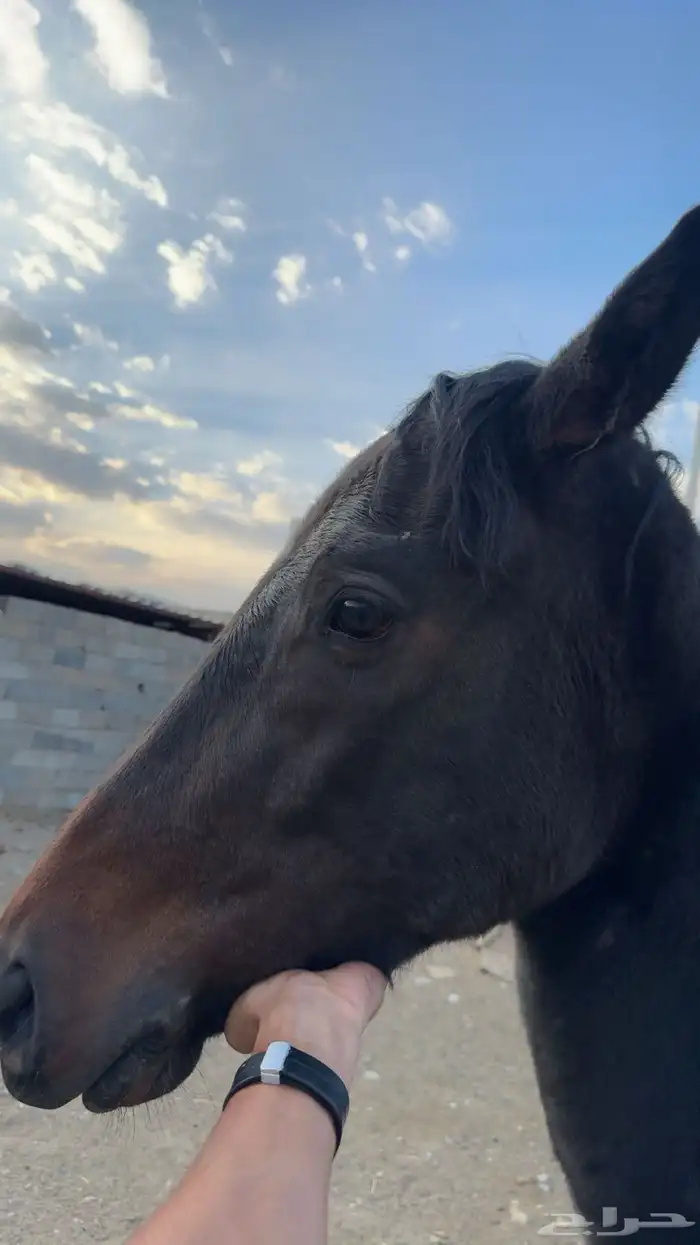 فرس انقليزي لقاح في 3 شهور 1