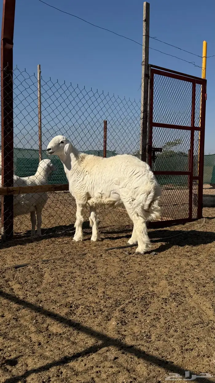 مشروع فحل حري 7