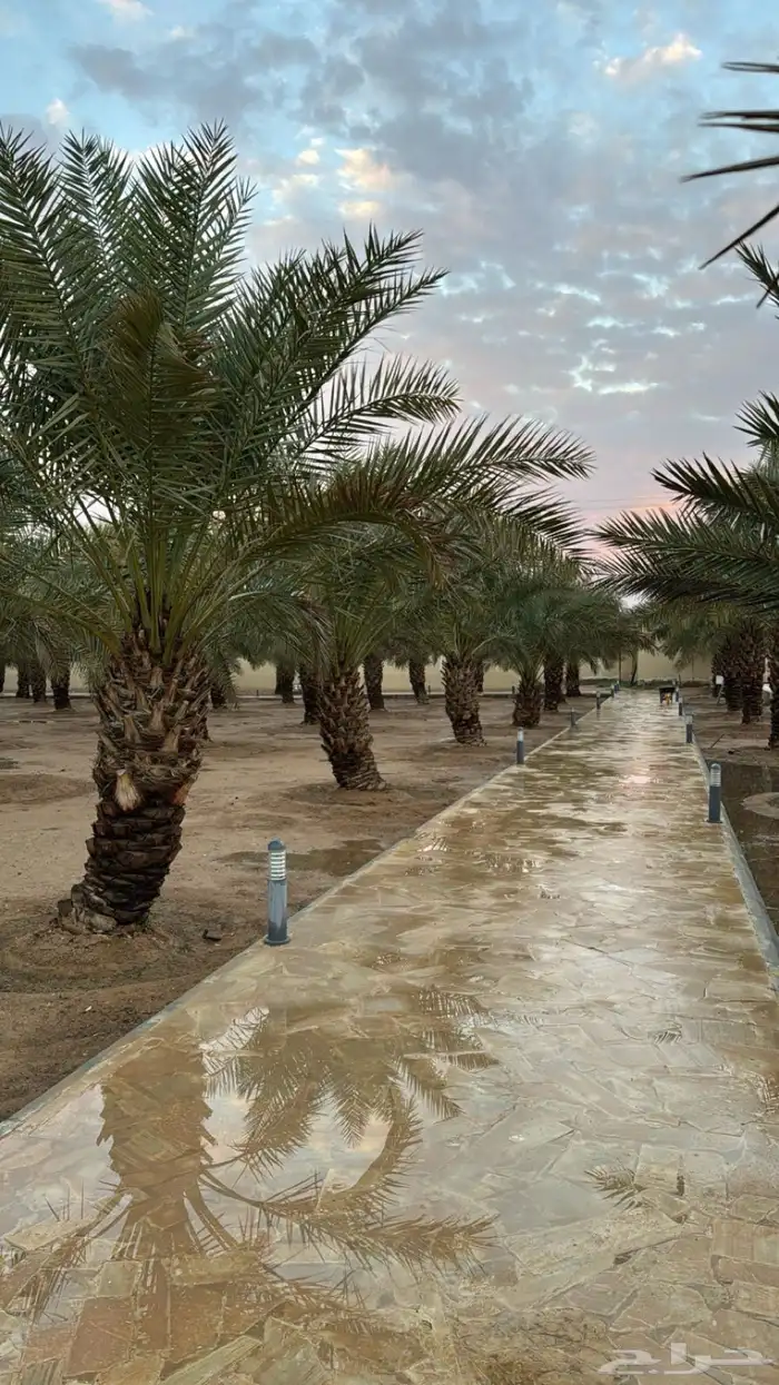 نخل طول مترين اللى ثلاثه متر حول200 نخله للبيع 2