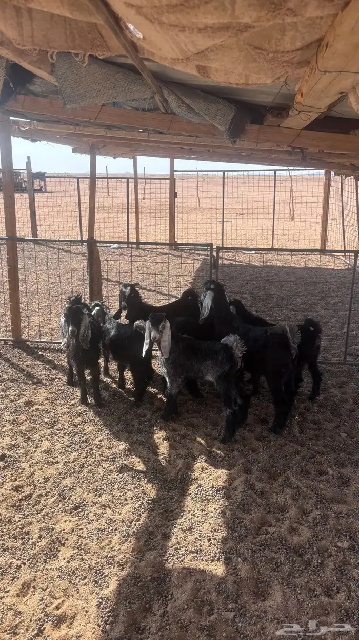للبيع 3 تيوس و 4 جفار عمر من شهرين ونص إلى ثلاث اشهر 0