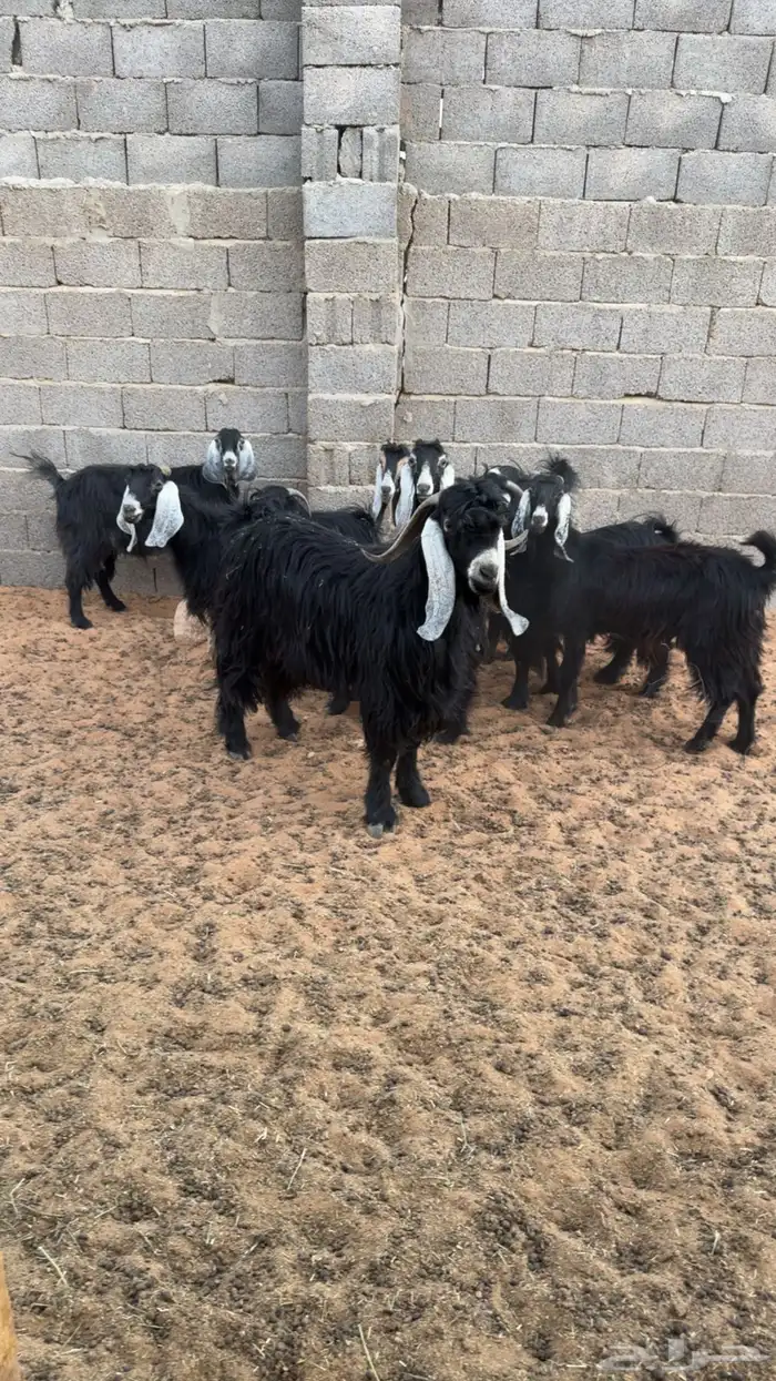 معزى اشباب بفحلها 0