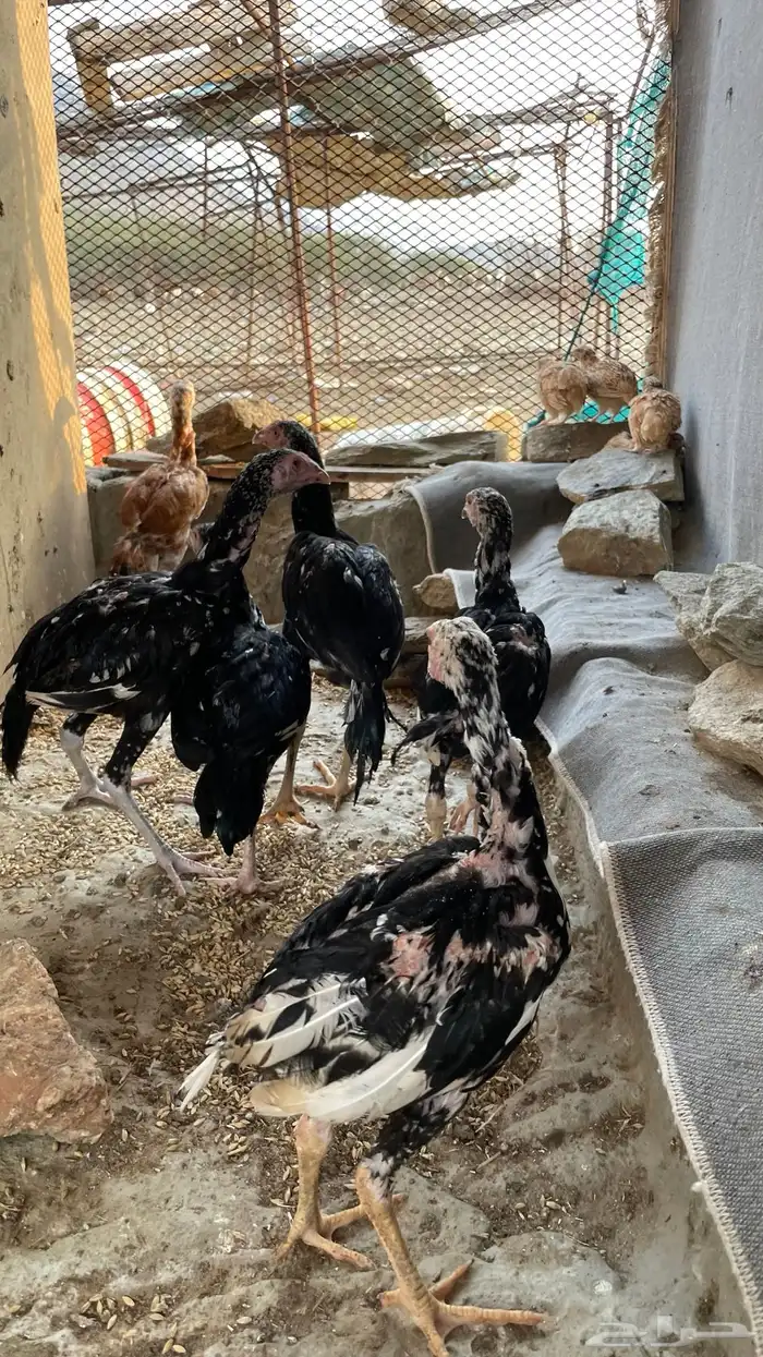 دجاج سندي بيور فاخر 3