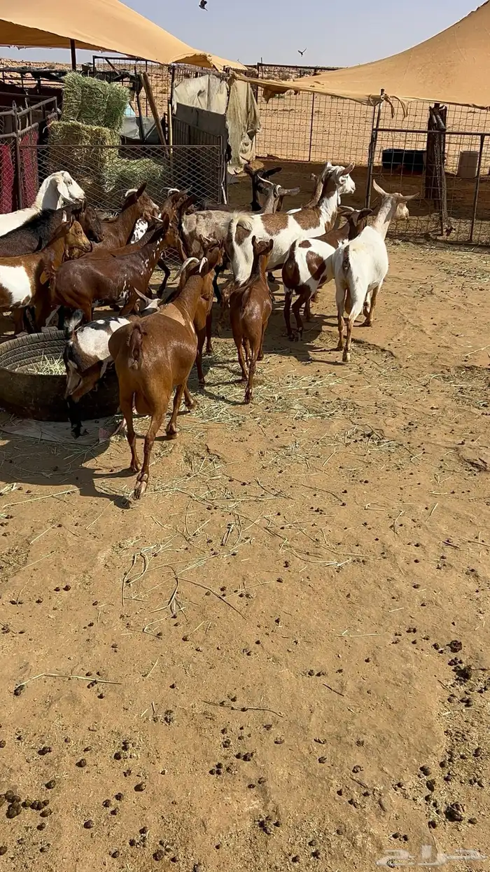 معزا عمانيه دفيع وتابيع 1