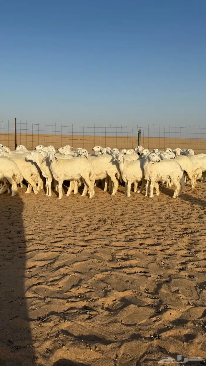 رخال حريات جذعات منوة مدورين الزين صنف 8