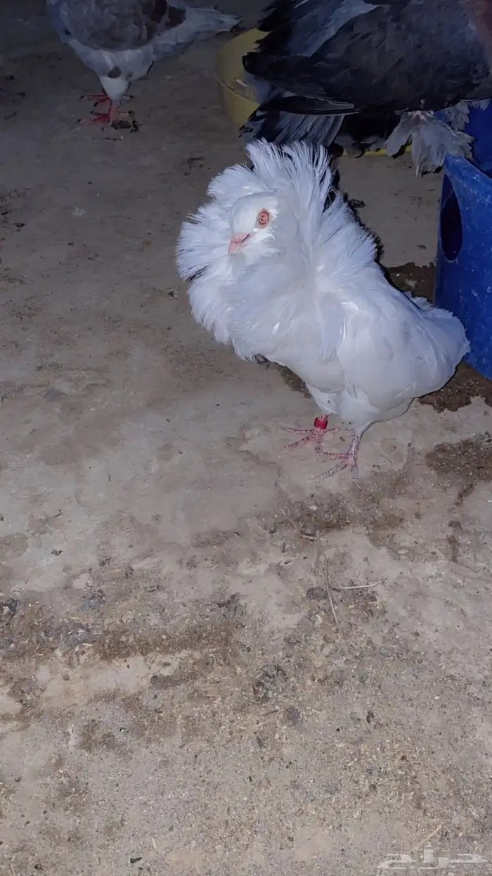 للبيع ذكر فوطه ابيض كامل 1