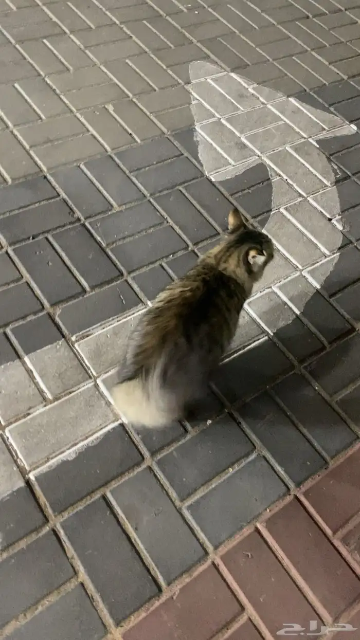 قطة للبيع 0
