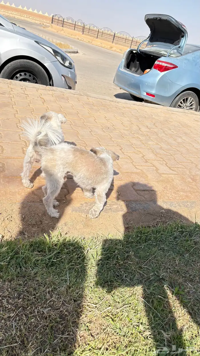 كلبين للبيع 0