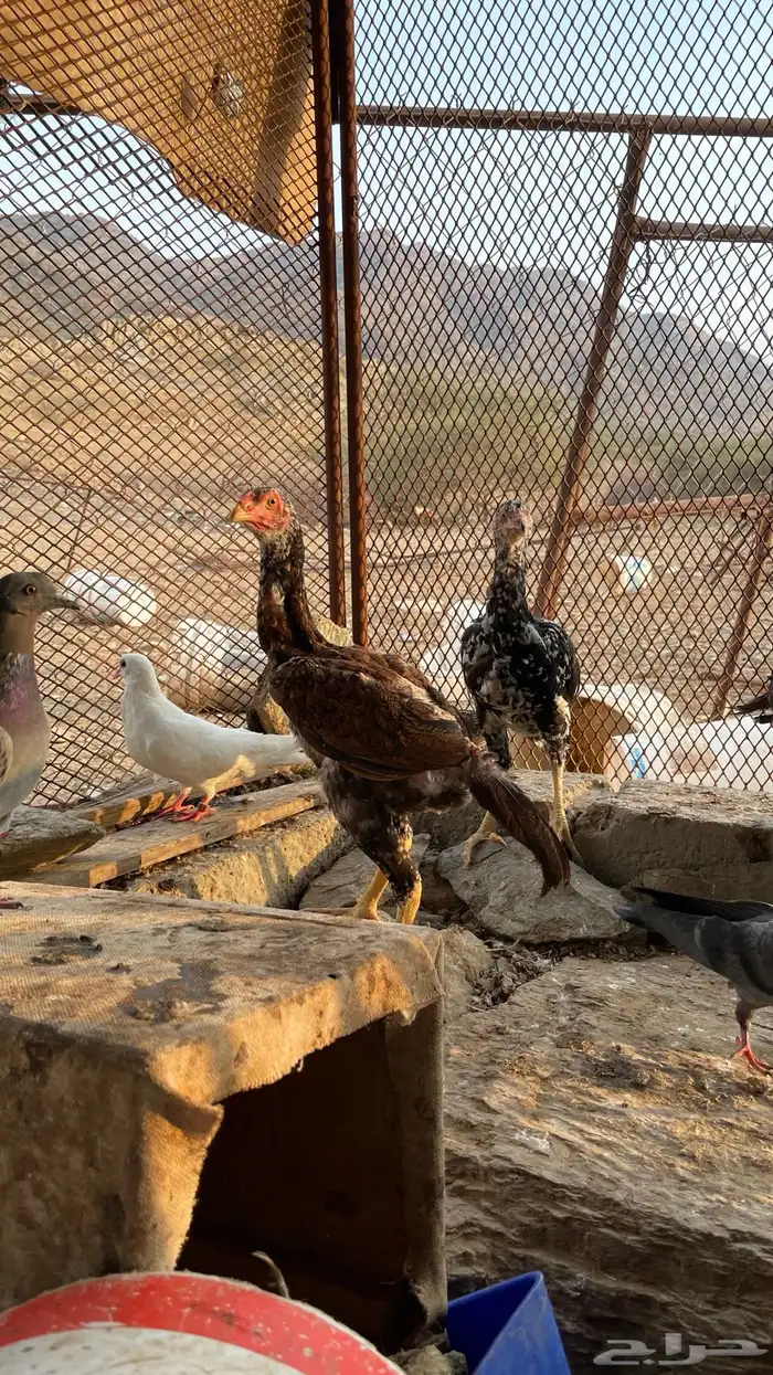 دجاج سندي بيور فاخر 20