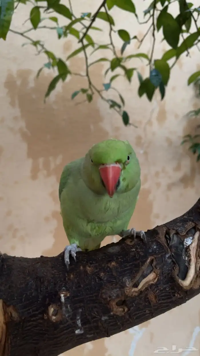 للبيع ببغاء دره 0