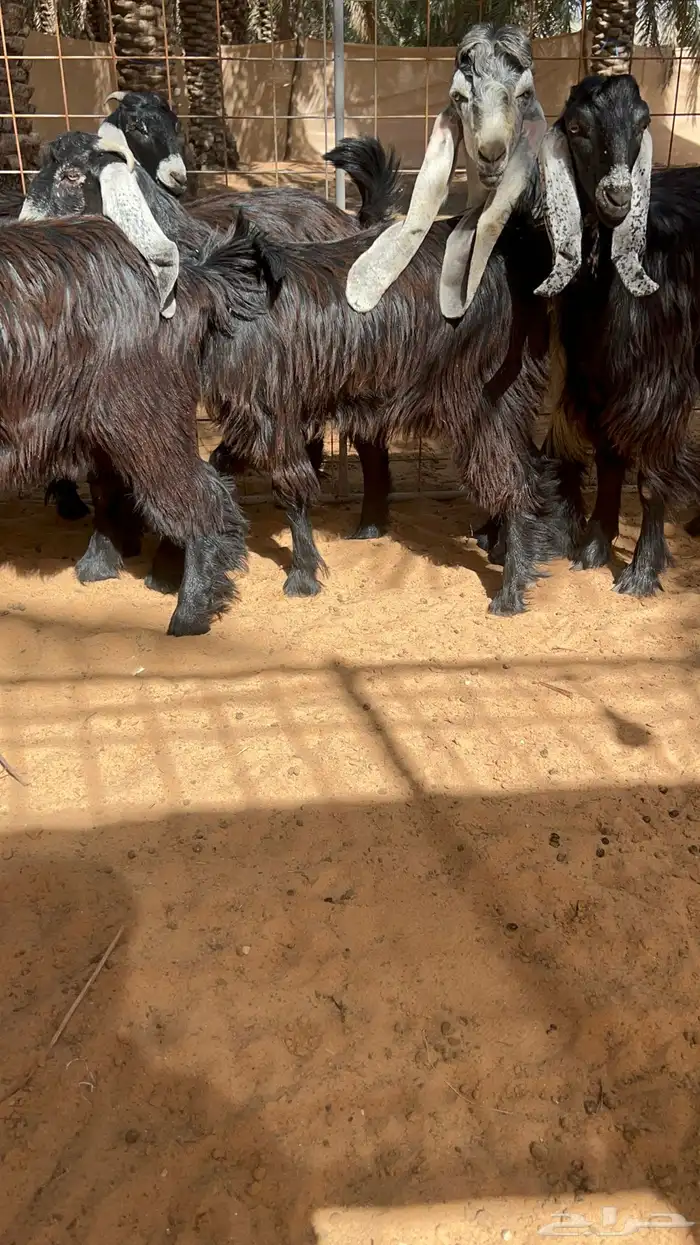 جذعات عوارض بفحلهن خصم 1