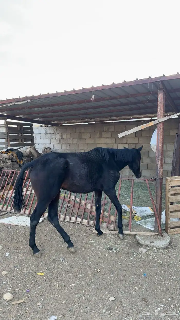 فرس انقليزي لقاح في 3 شهور 5