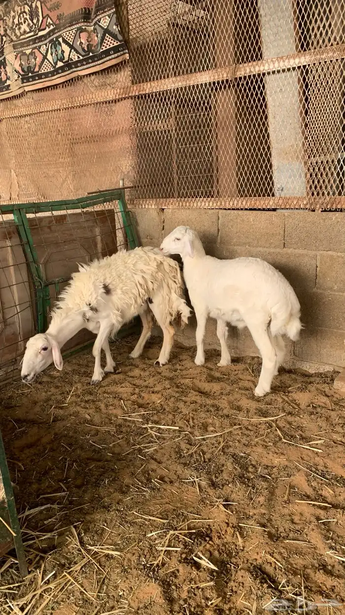 شات حريه متبع 3