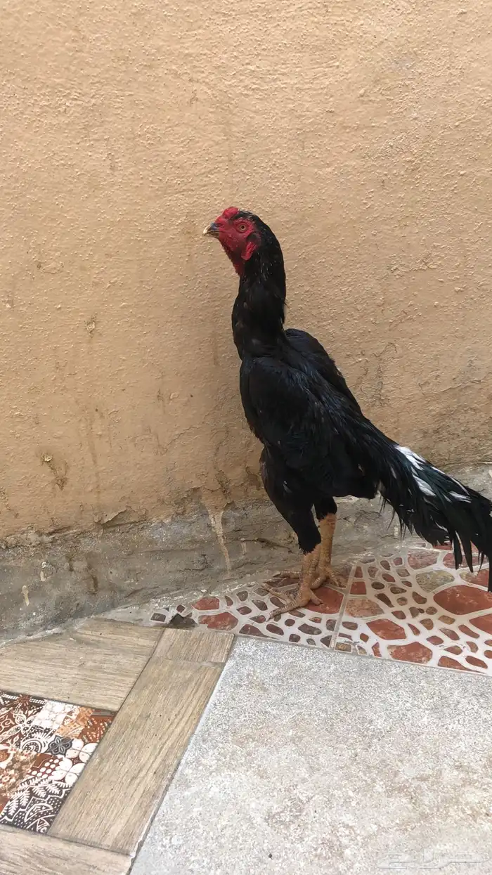 دجاج شامو العمر 7 اشهر 0