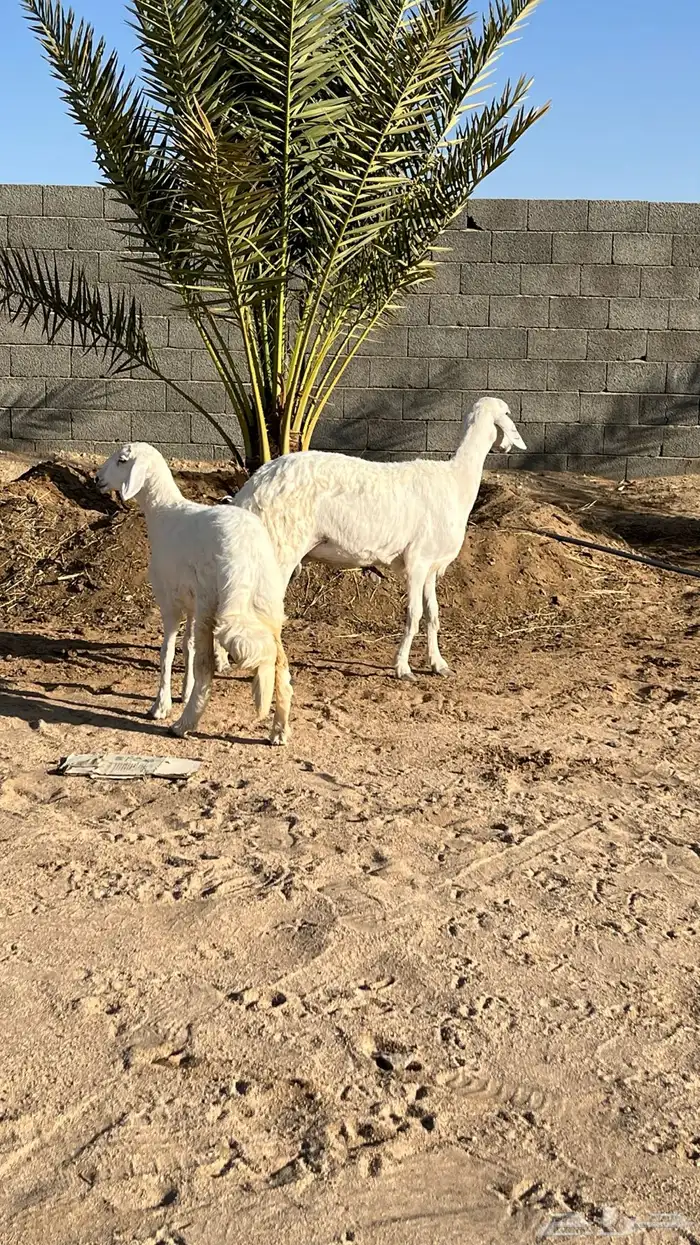 شاه ثنيه صنف اصنف 5