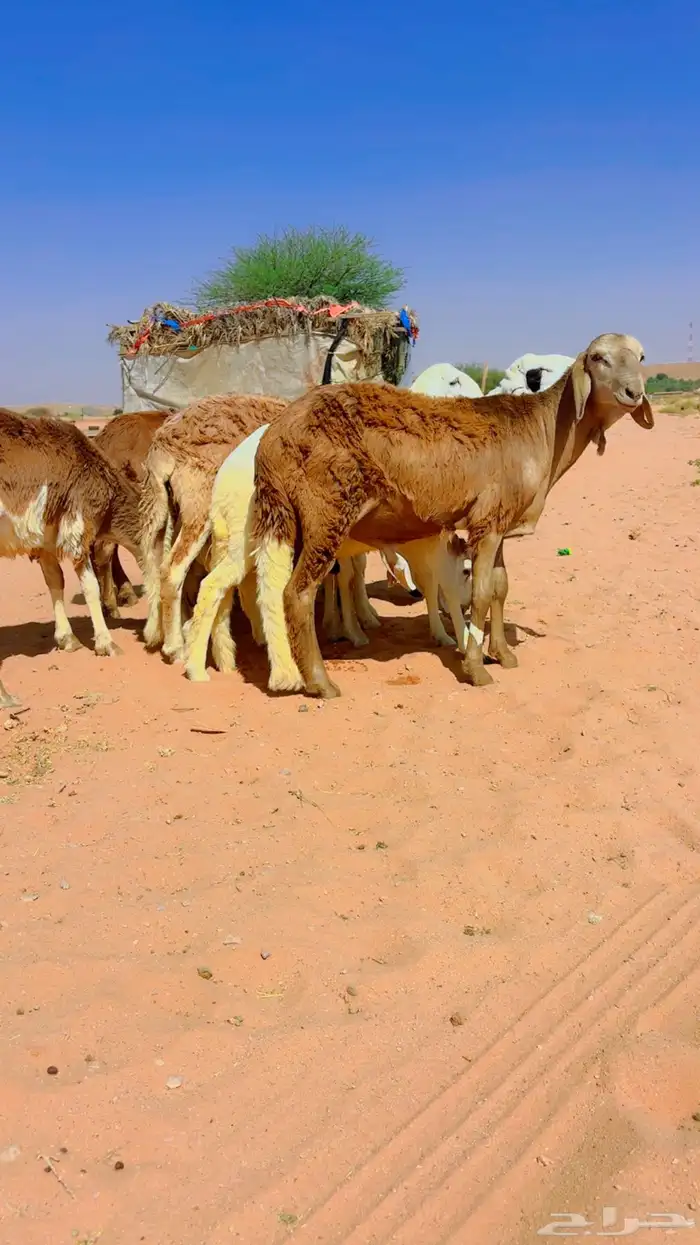 ذبايح سواكن جذعان 1