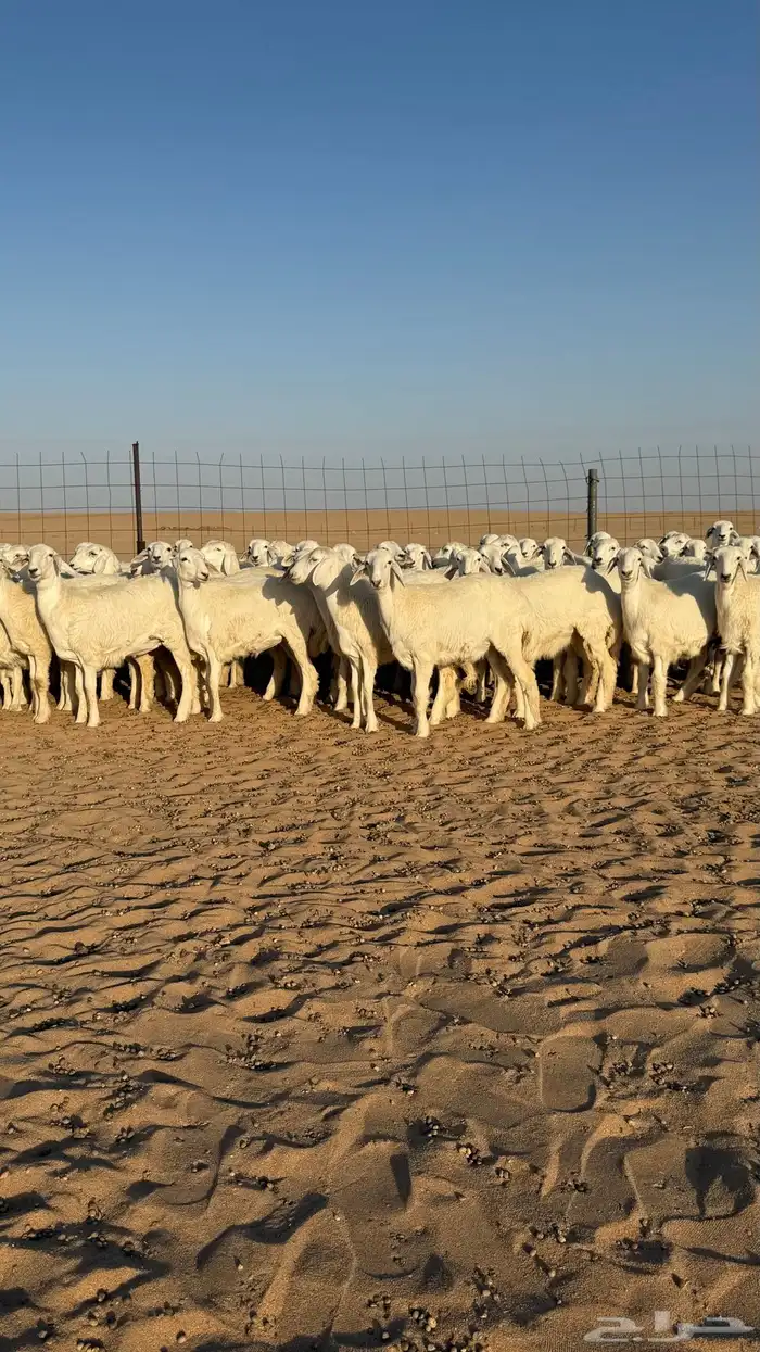 رخال حريات جذعات منوة مدورين الزين صنف 1