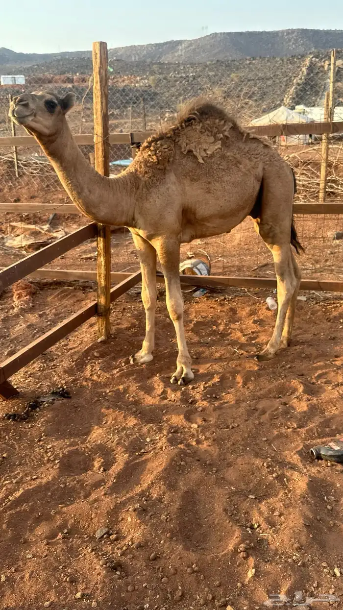 قعدان 2