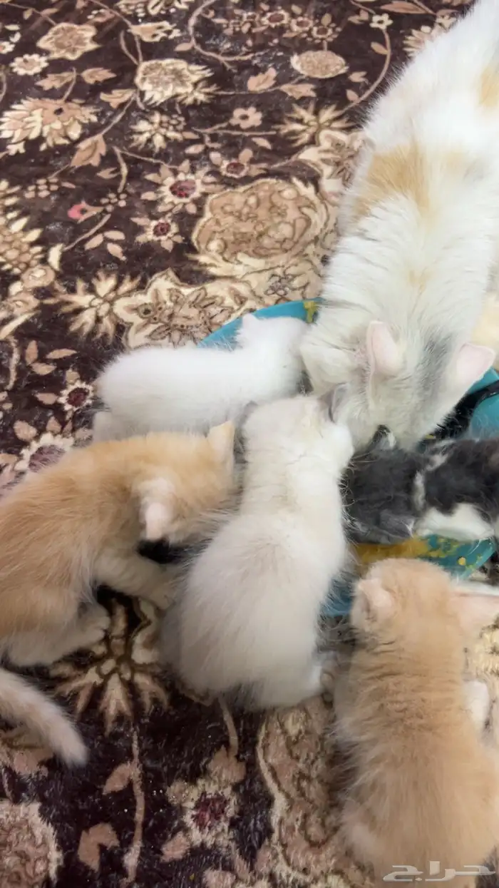 قطط للبيع 4