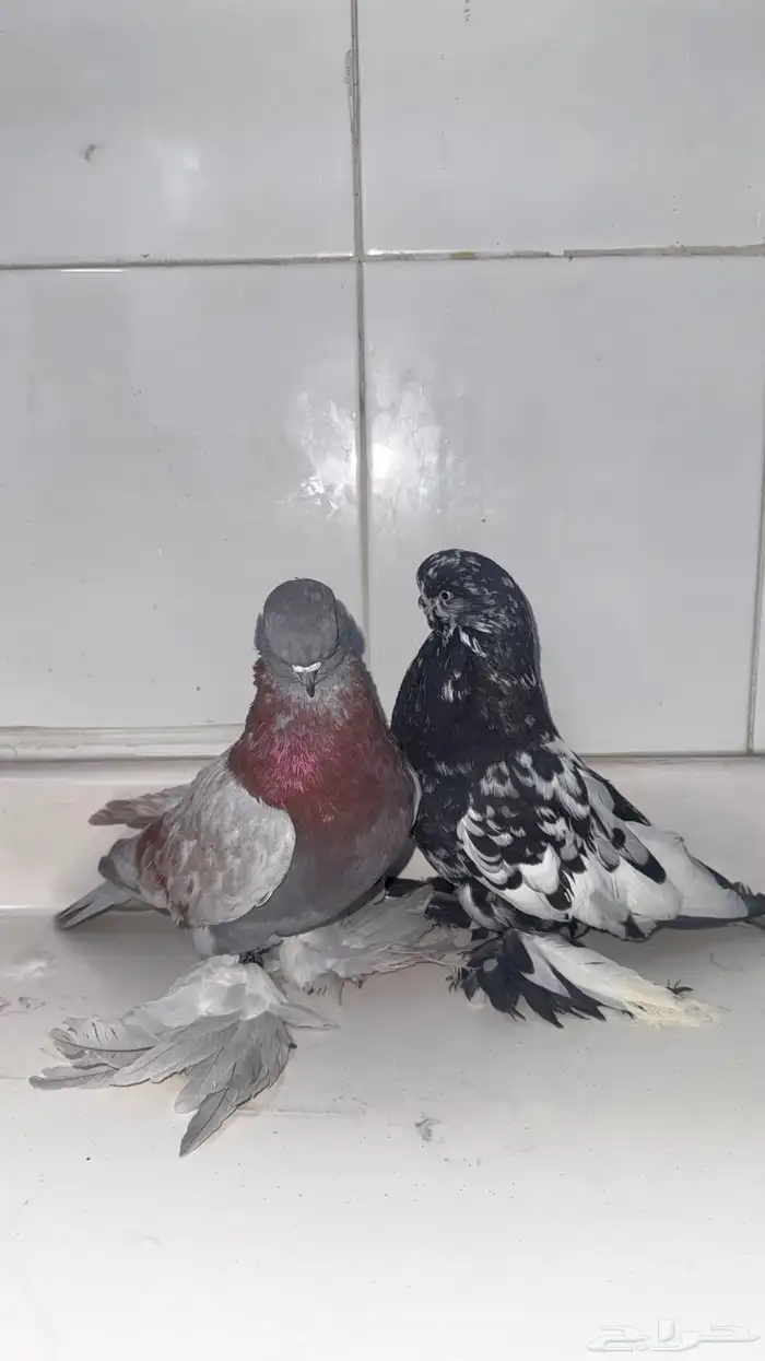 حمام لونق فيس 2