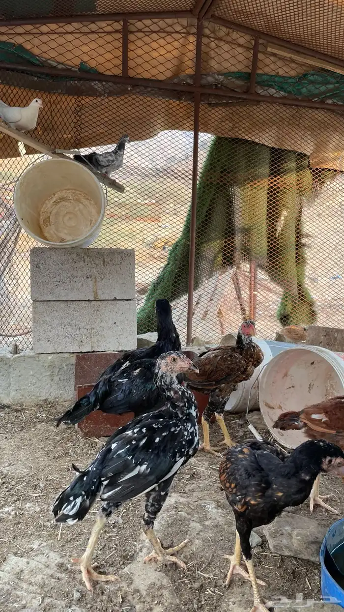 دجاج سندي بيور فاخر 12