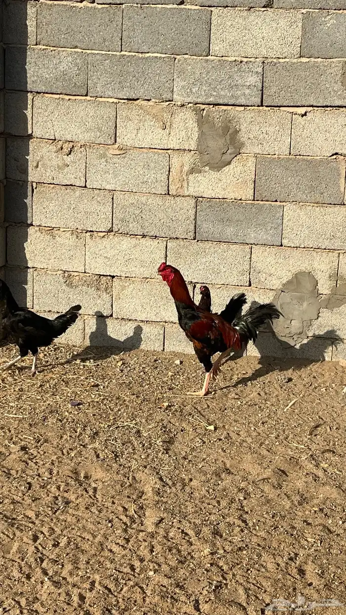 ديك ودجاج باكستاني 3