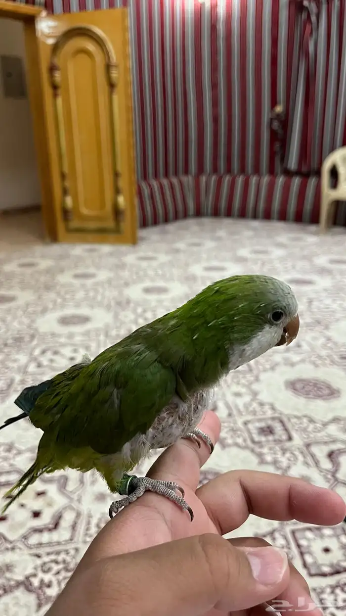 ببغاء كويكر للبيع 0
