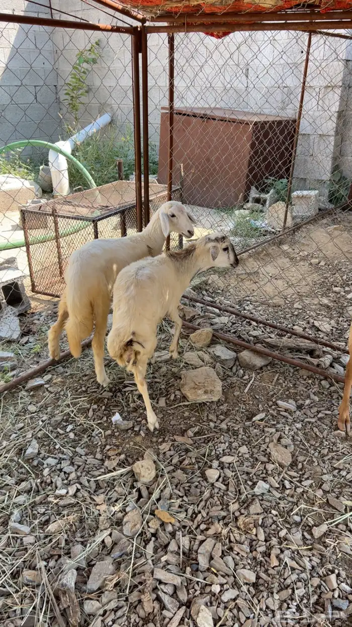 اعرض لكم رخل ورخله للبيع 1