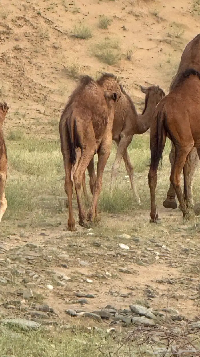 قعود لباني العمر 4 شهور الموقع دوقه سمين 3