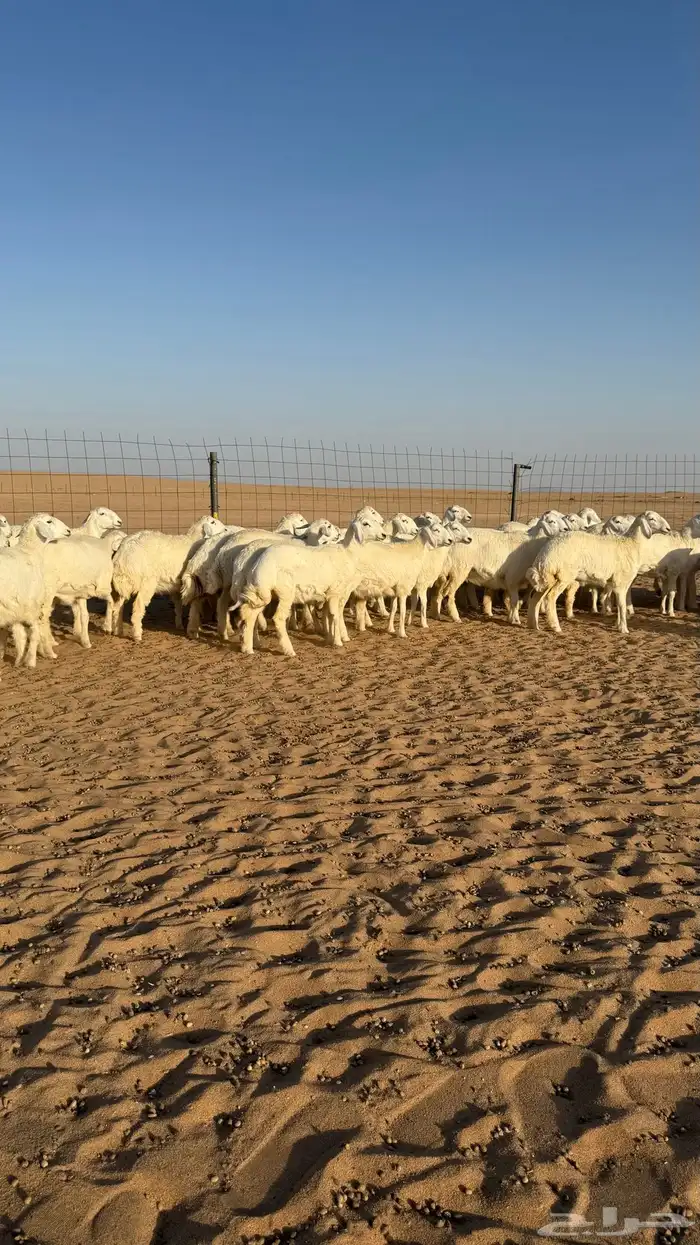 رخال حريات جذعات منوة مدورين الزين صنف 17