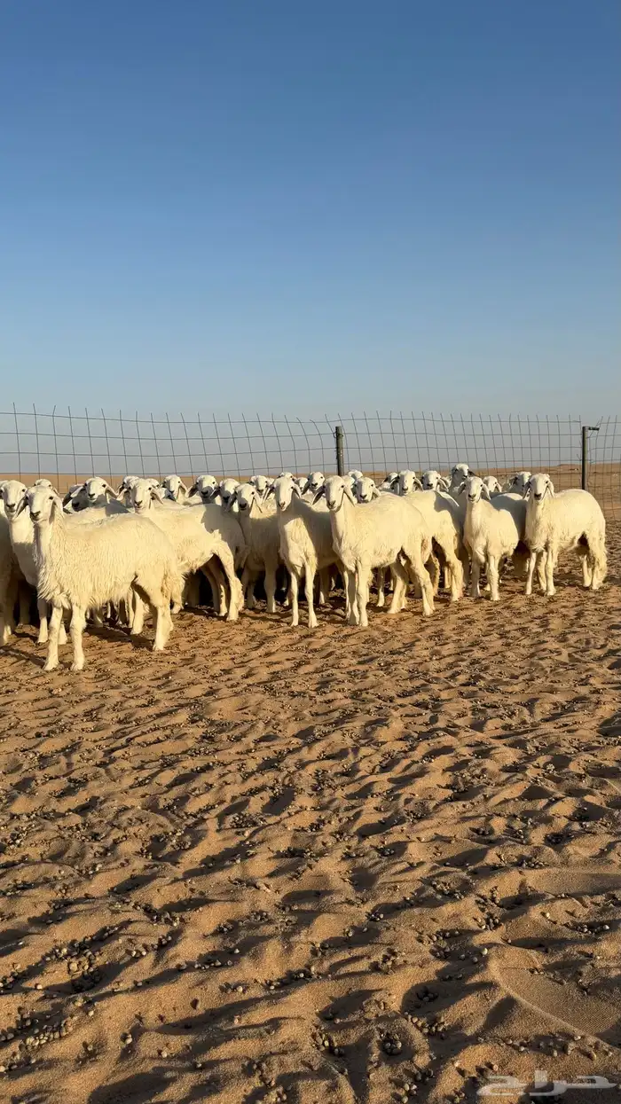 رخال حريات جذعات منوة مدورين الزين صنف 3