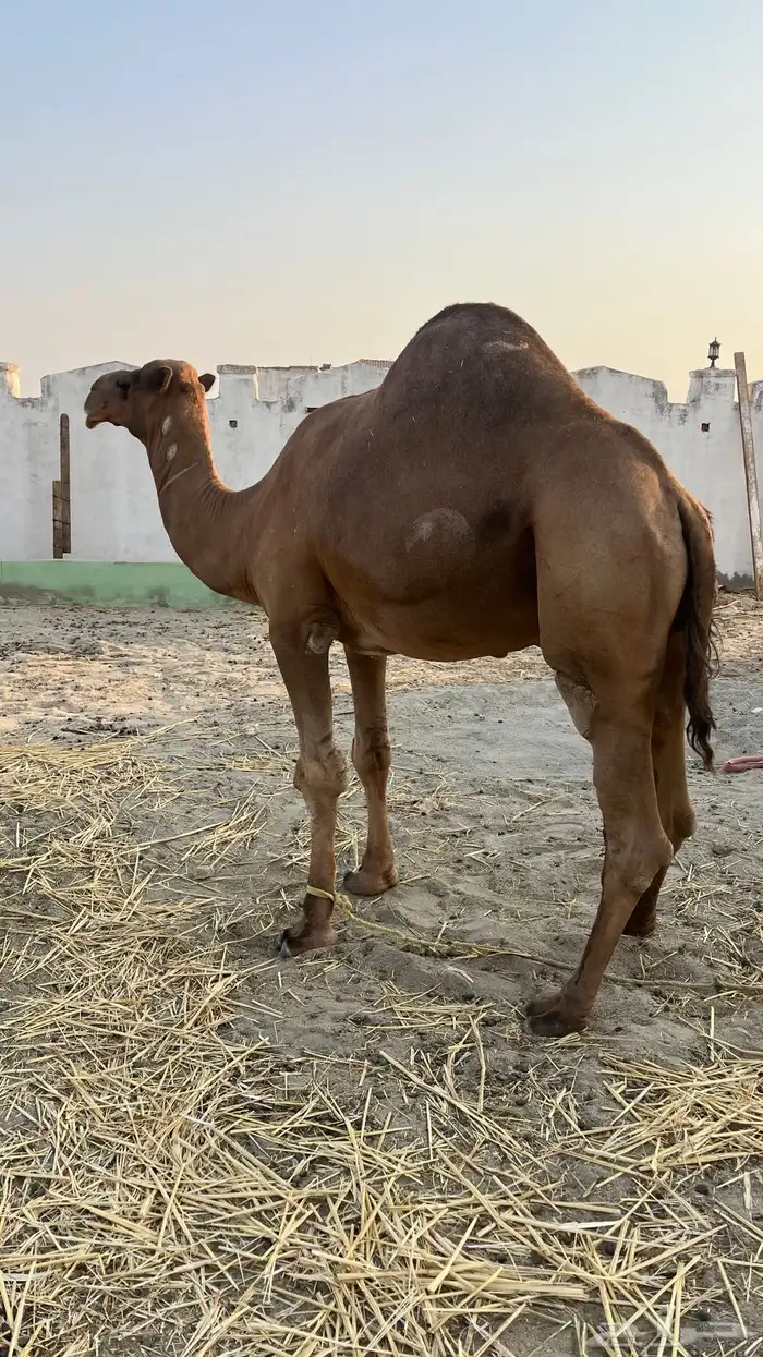 بعير ساحلي عتودي 3