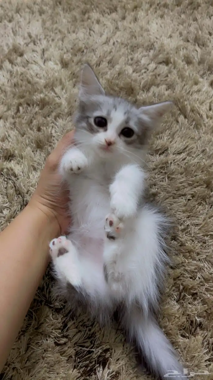 قطط لتبني محايل عسير 0