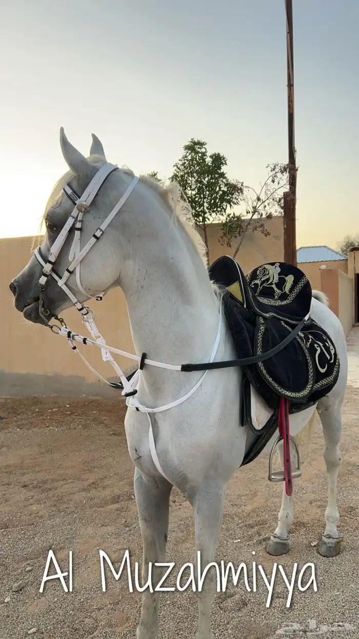 خيل بيور مصري (أوراق) 6