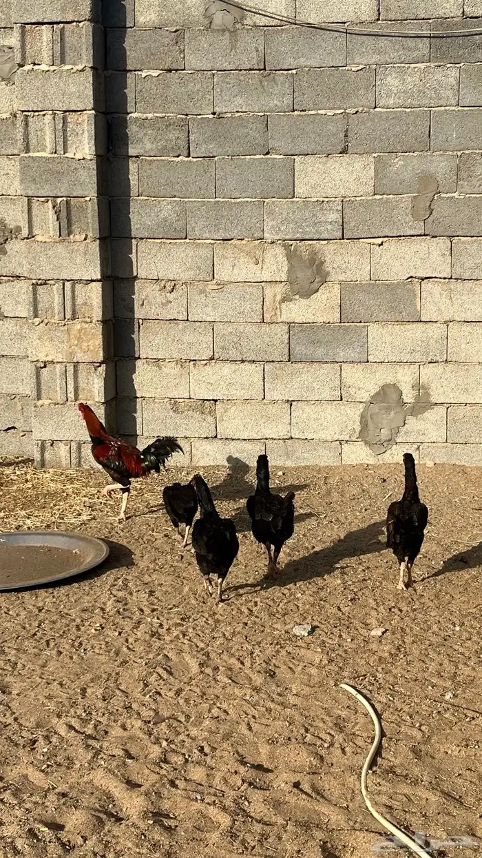 ديك ودجاج باكستاني 2