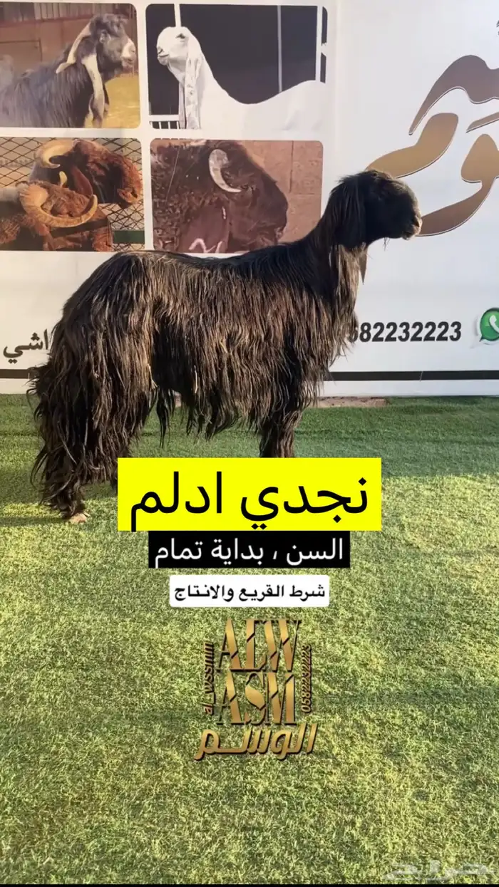 نجدي ادلم 0