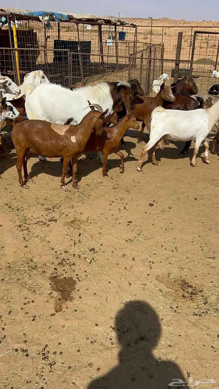 معزا عمانيه دفيع وتابيع 3