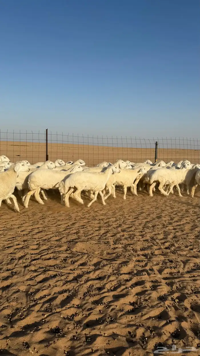 رخال حريات جذعات منوة مدورين الزين صنف 11