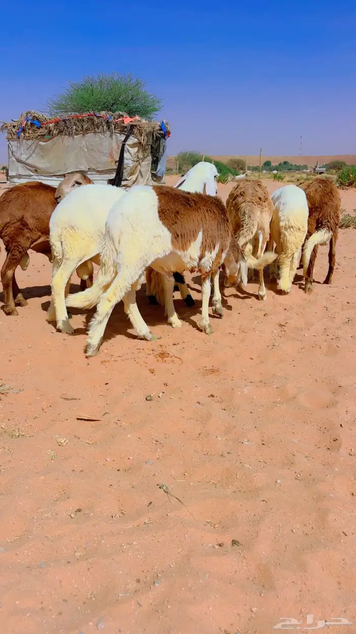 ذبايح سواكن جذعان 3