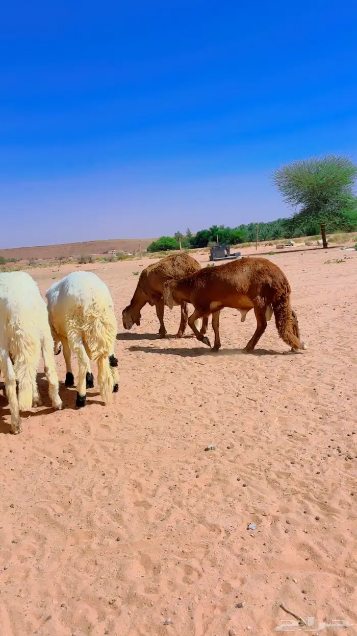ذبايح سواكن جذعان 4