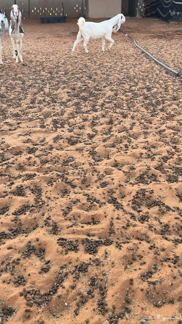 معزا حصيب قريب ولاده صنف 2